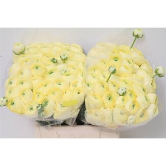 Freshy Ranunculus Cloony S X50 Creme