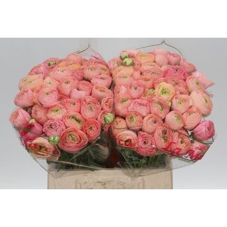 Freshy Ranunculus Cloony S X50 Grandpastel