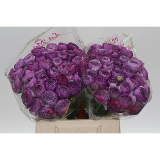 Freshy Ranunculus Cloony S X50 Antoine