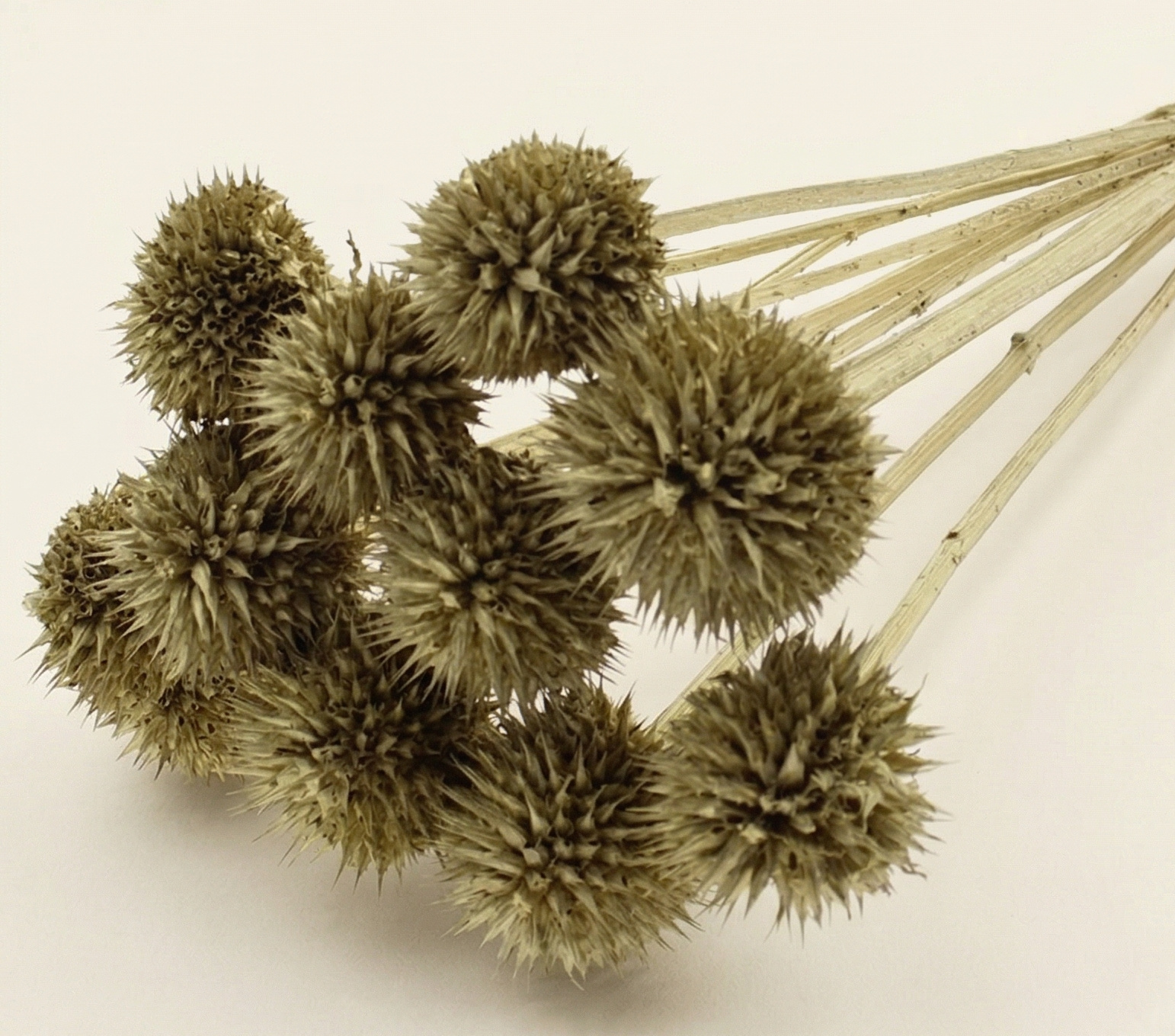 Leonotis (Oreille de Lion) : Verticalité Exotique pour Vos Créations | B2B Flowers