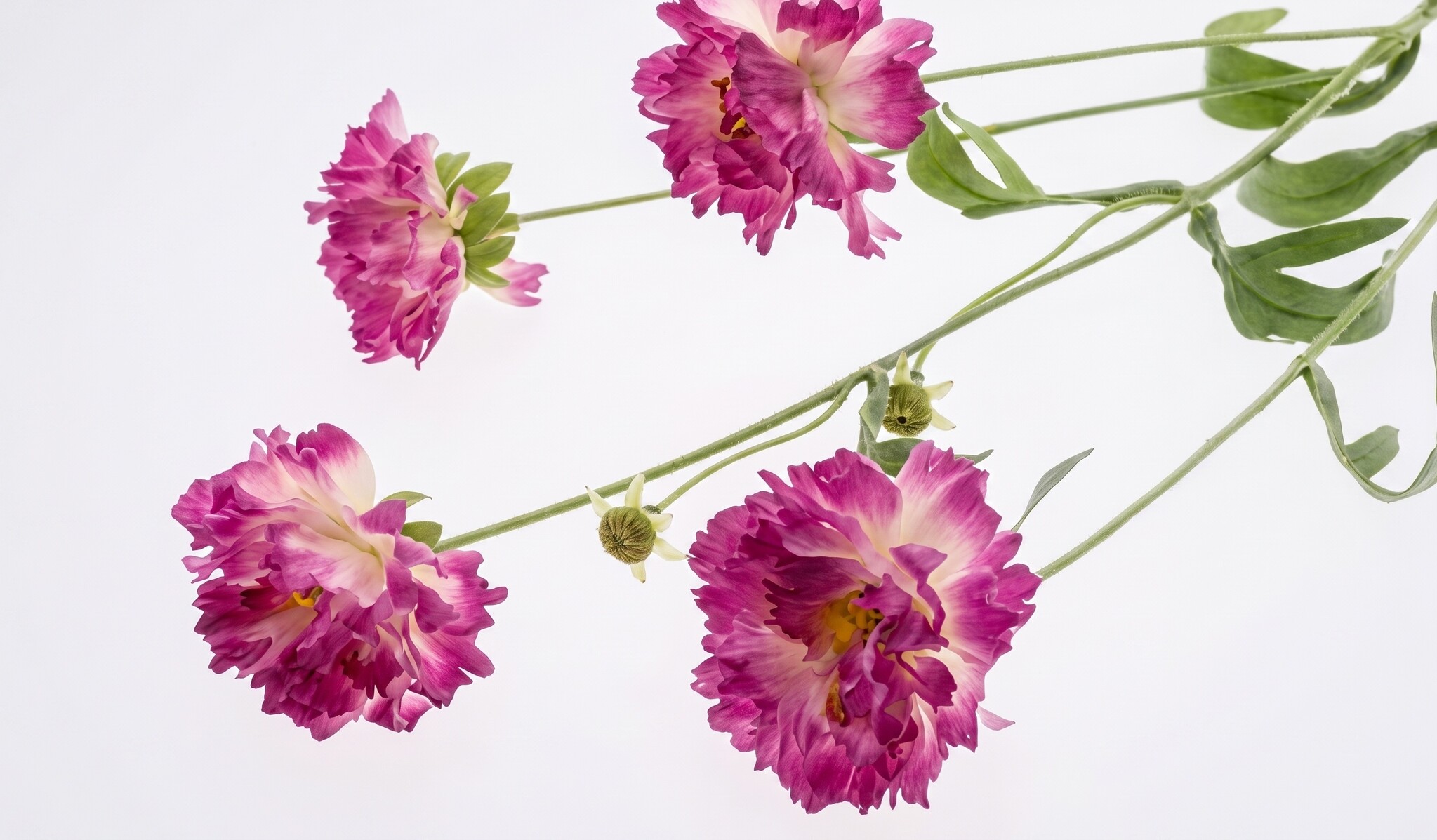 Dianthus (Œillet) : Élégance Intemporelle pour Vos Projets B2B | B2B Flowers