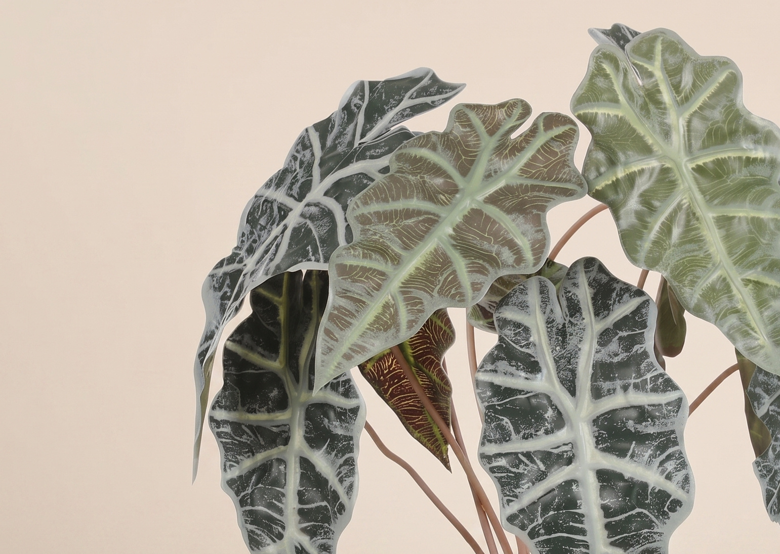 Alocasia (Elephant Ear): The Ultimate Botanical Statement for B2B | B2B Flowers