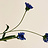 Centaurea (Korenbloem)