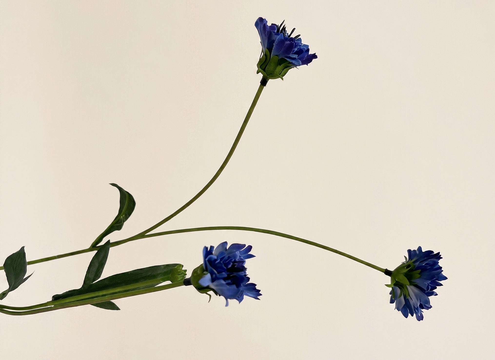 Centaurea (Bleuet) : Charme Naturel pour B2B | B2B Flowers