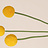 Craspedia (Baguette de tambour)