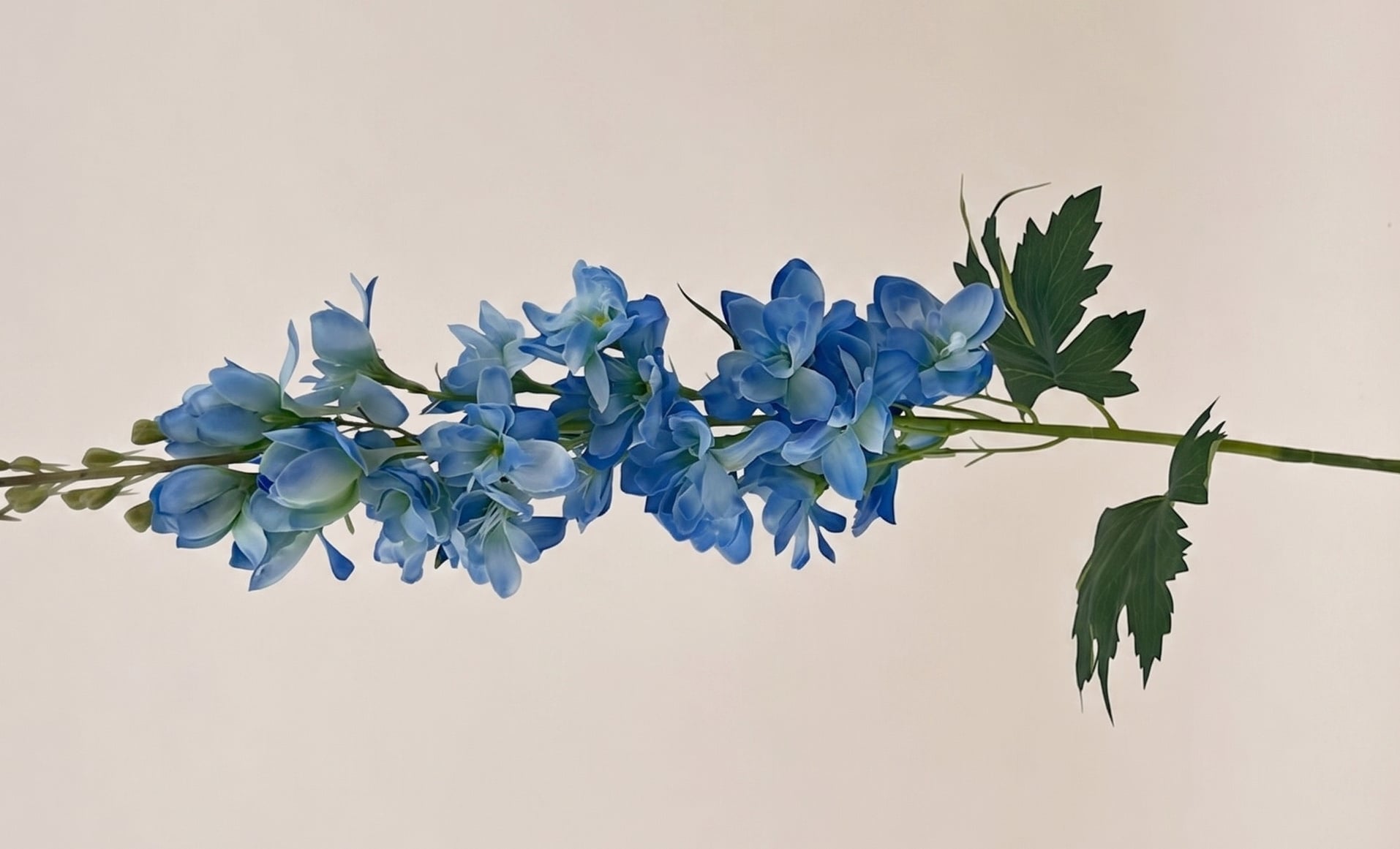 Delphinium (Rittersporn): Stattliche Höhe für Ihr B2B-Sortiment | B2B Flowers