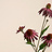 Echinacea (Sonnenhut)