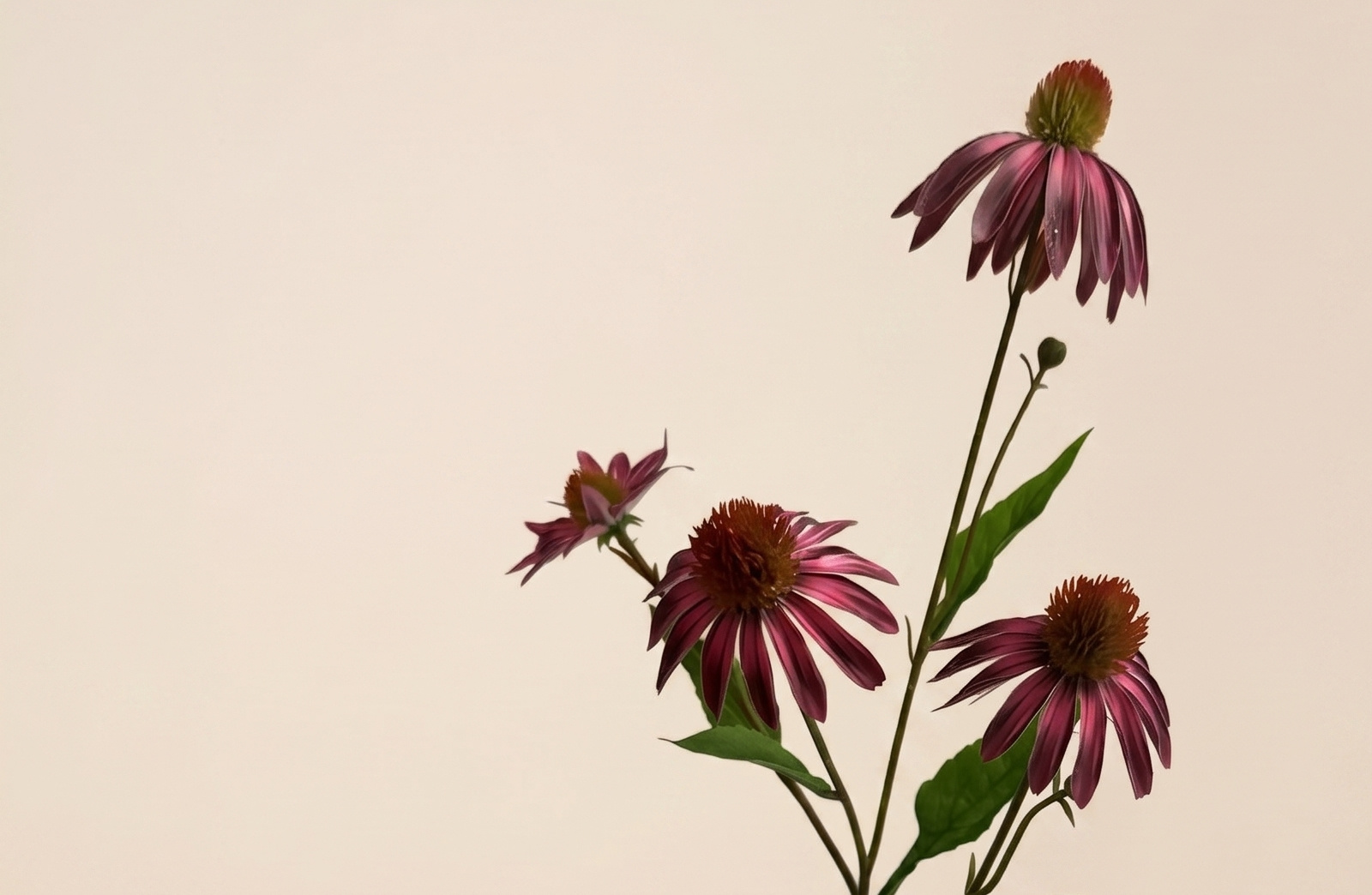 Echinacea (Sonnenhut): Natürliche Kraft | B2B Flowers