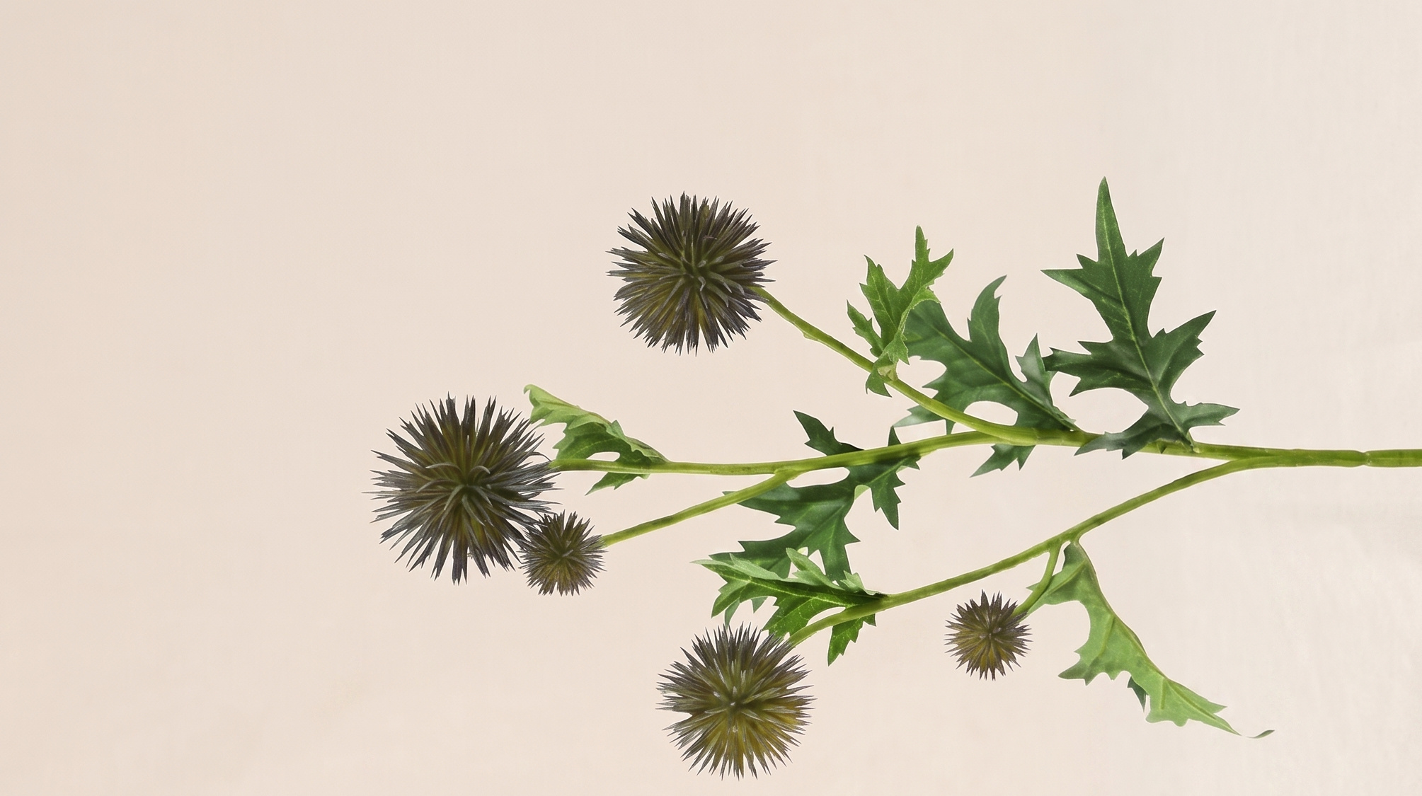 Eryngium (Chardon) : Texture Graphique pour B2B | B2B Flowers