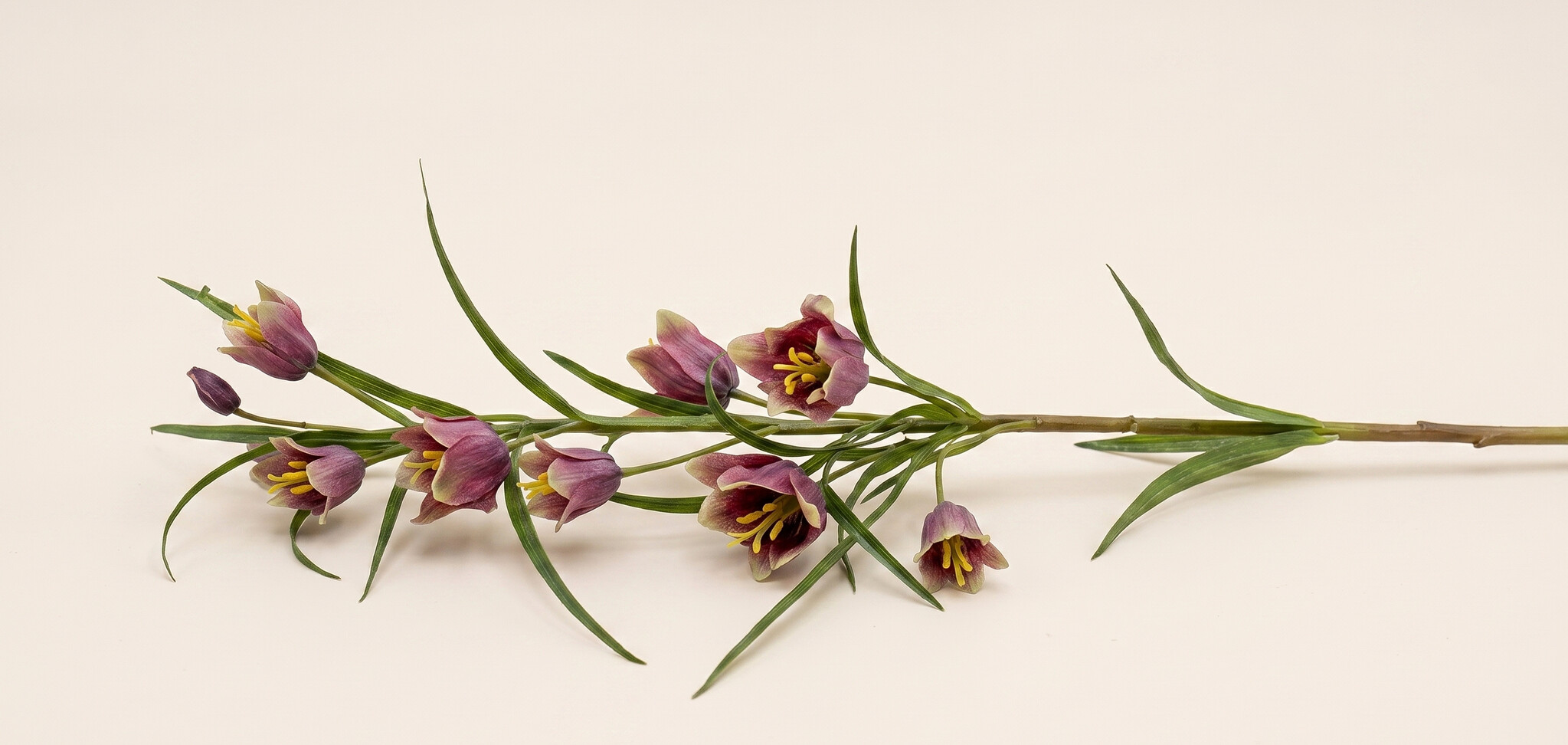 Fritillaria (Fritillaire Pintade) : Unique & Botanique | B2B Flowers