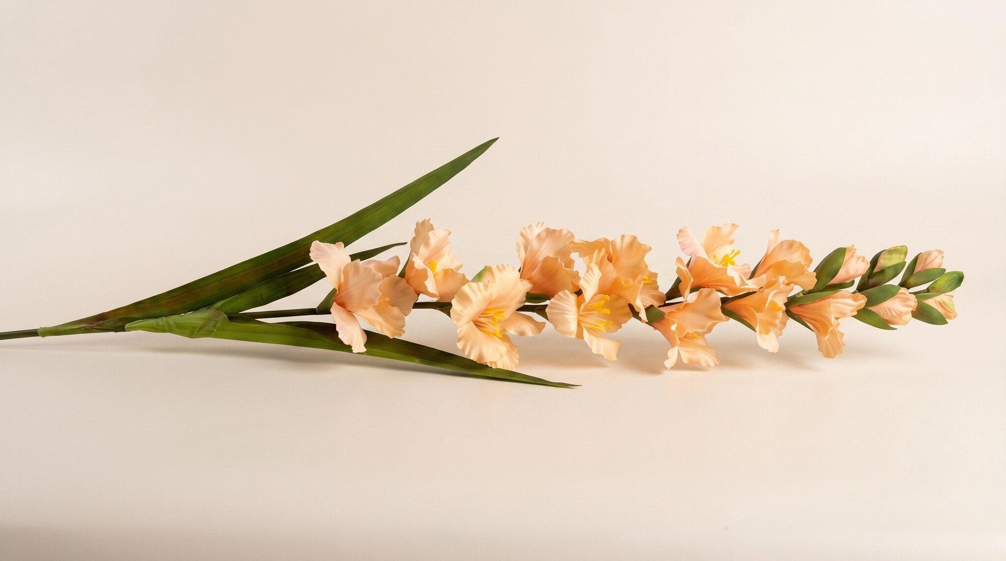 Gladiolus (Gladiolus): Stately Summer Power | B2B Flowers