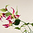 Gloriosa (Lis glorieux)
