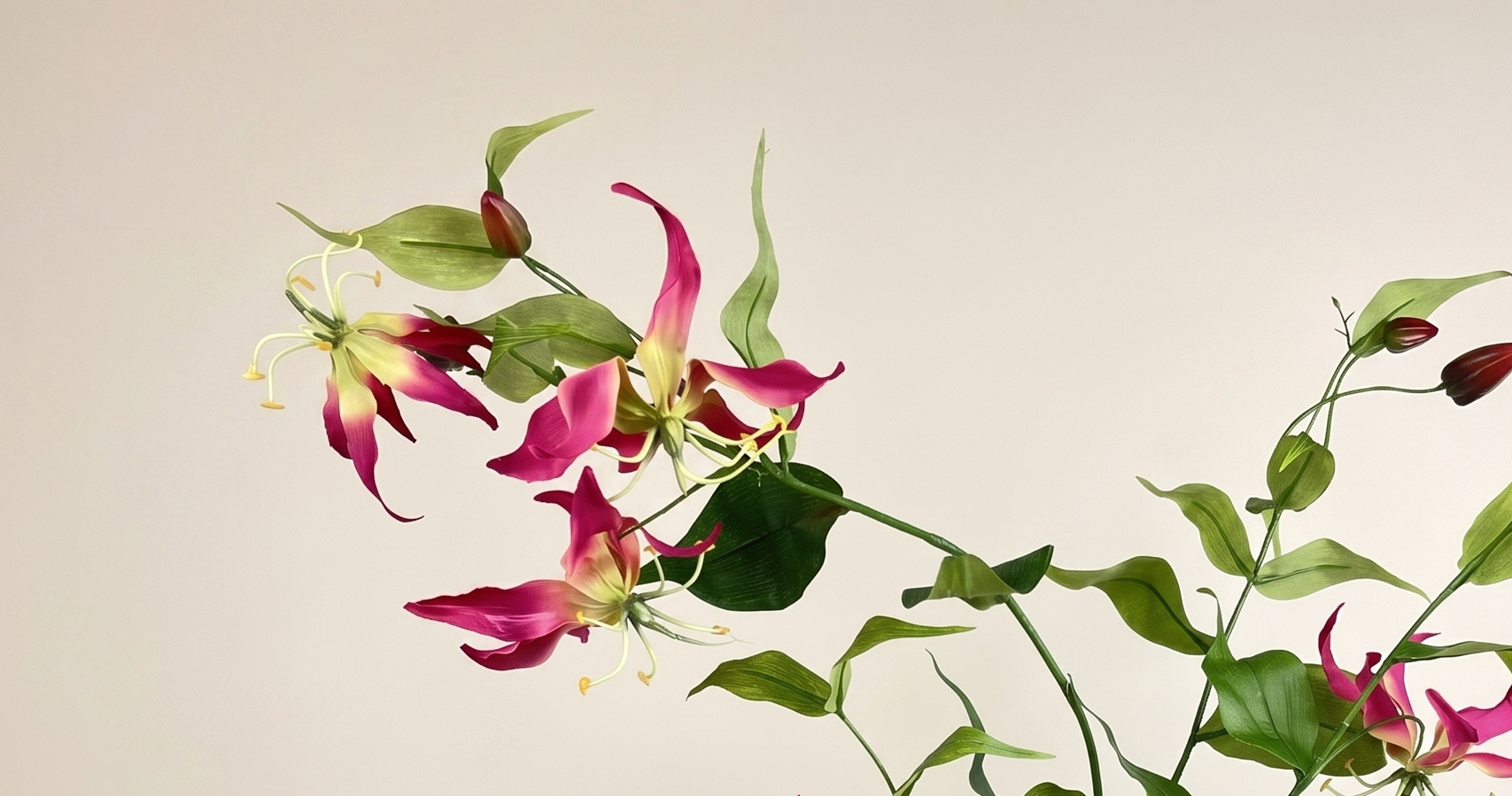 Gloriosa (Lis de Malabar) : Design Exotique pour les Professionnels B2B | B2B Flowers