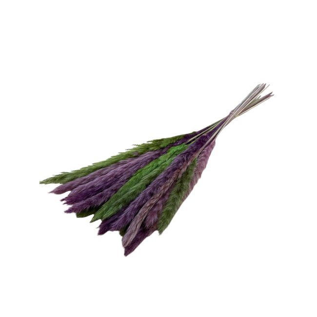 Plumes de pampas préservées “Lilas Lime” | Couleur: Violet Vert | Longueur ± 50 centimeter | Par 20 plumes