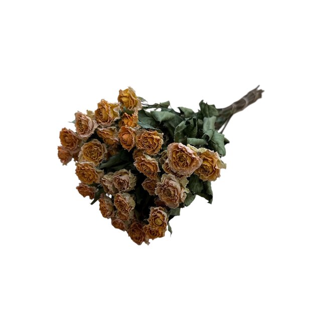 Trosroos “Peach Fuzz” | Kleur: Oranje | Lengte ± 50 centimeter | Per 10 rozen