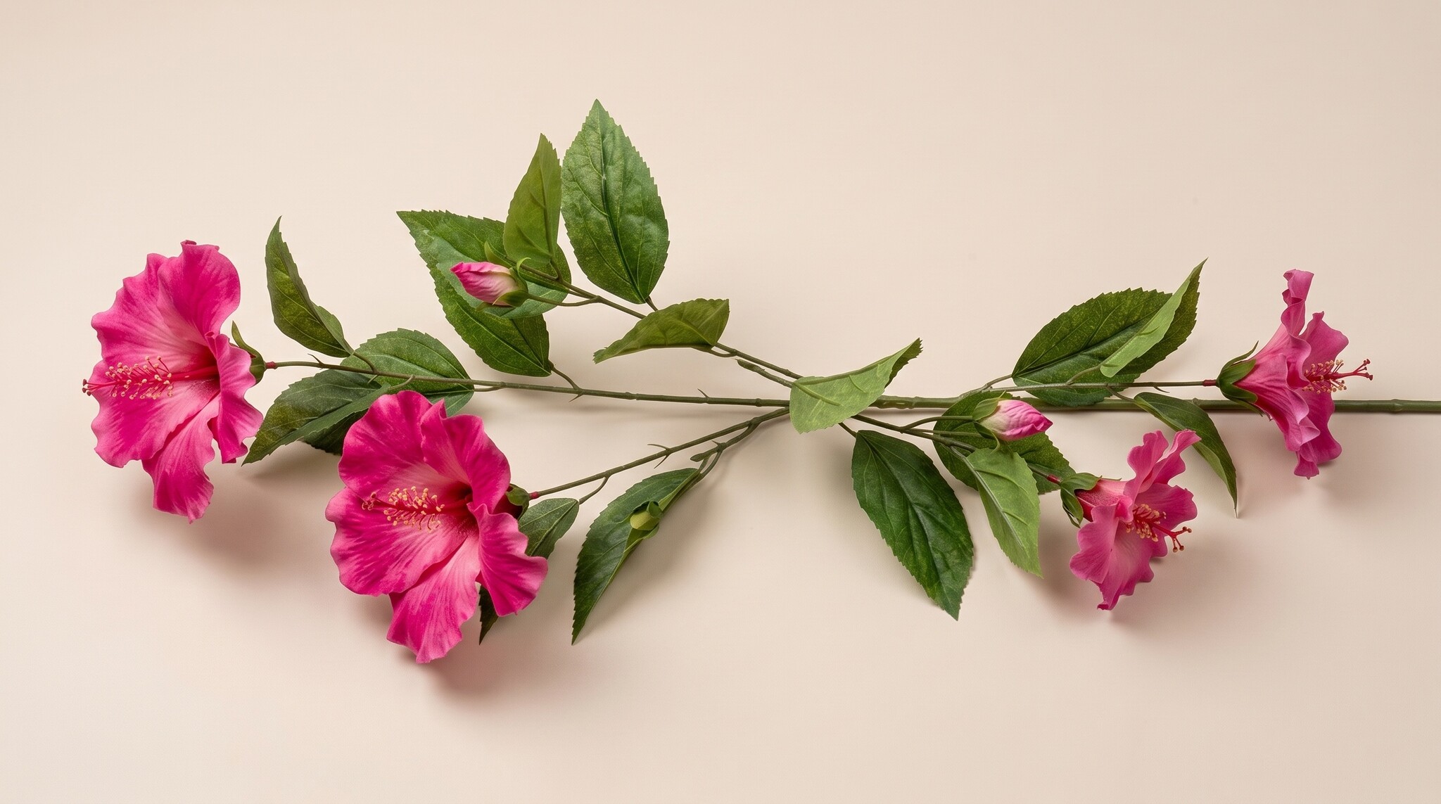 Hibiscus : Splendeur Colorée Tropicale pour B2B | B2B Flowers