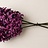 Hyacinthus (Hyacint)