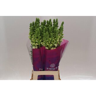 Freshy Antirrhinum Poto White (zwirs)