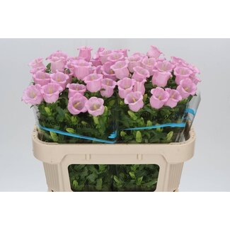 Freshy Campanula M Cam Pearl Pink