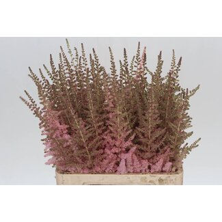 Freshy Astilbe C Glitt N Glam