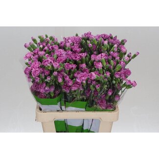 Freshy Trosanjer Burlesque