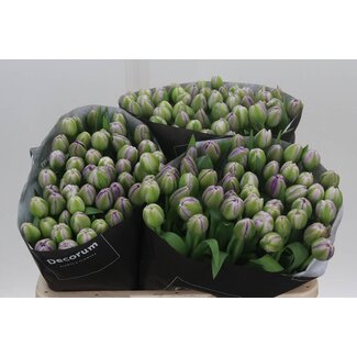 Freshy Tulp dubbel Saigon Double
