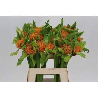Freshy Scadoxus P Blitz