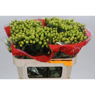 Freshy Hypericum Smiley Romance