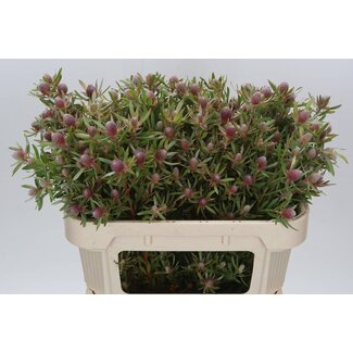 Freshy Leucadendron Ayo Star Pearl