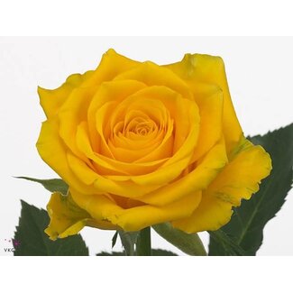 Freshy Roos High & Exotic