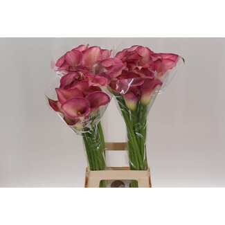 Freshy Zantedeschia Capt Romance