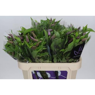 Freshy Clematis Amazing London