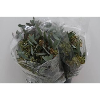 Freshy Eucalyptus Populus Bes 150gr Short (p. bos)