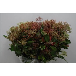 Freshy Photnia Red 400gr (p. bos)