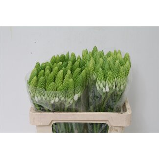 Freshy Ornithogalum Arabicum