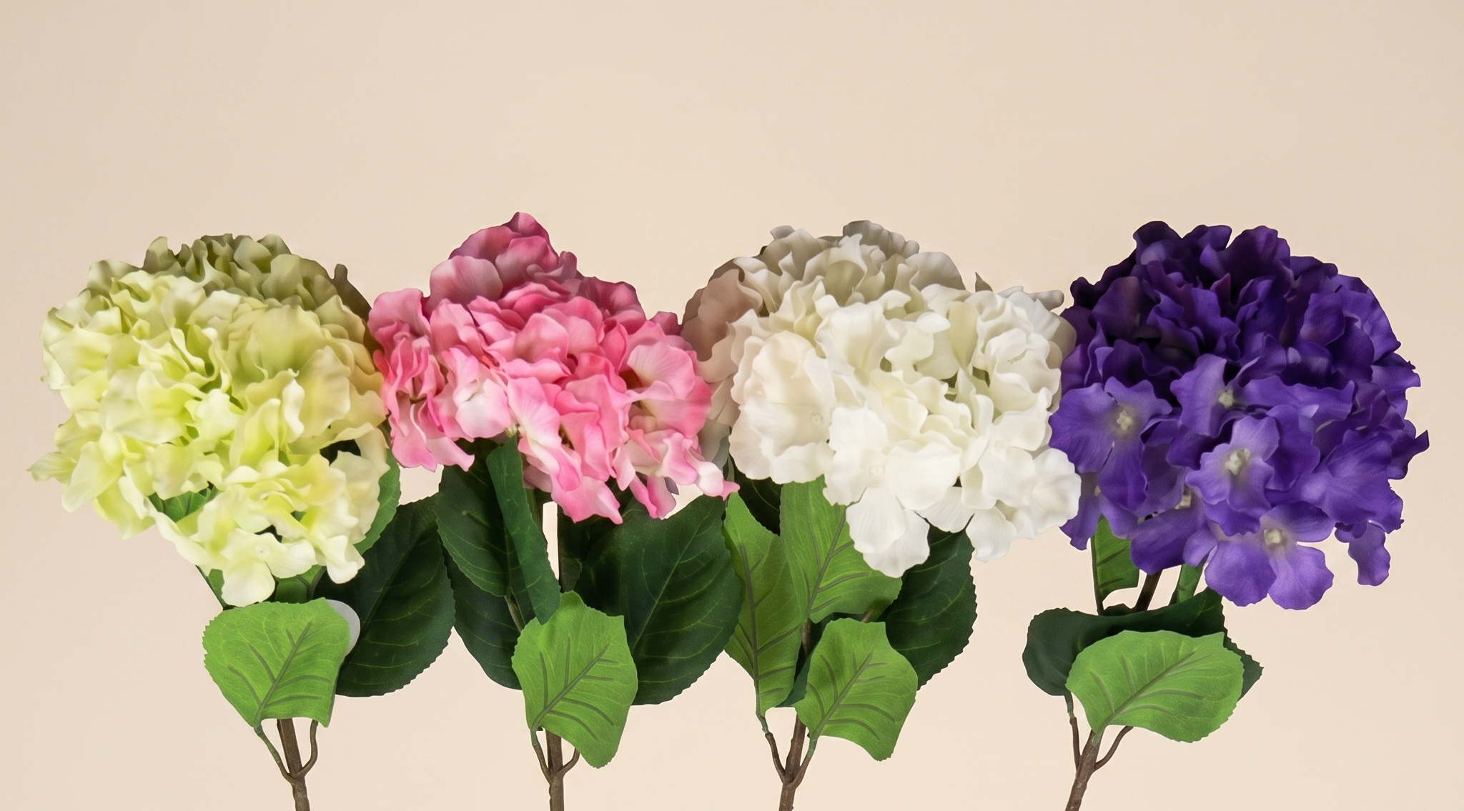 Hydrangea (Hortensie): Üppig & Voll für Ihre B2B Projekte | B2B Flowers