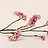 Limonium (Statique)