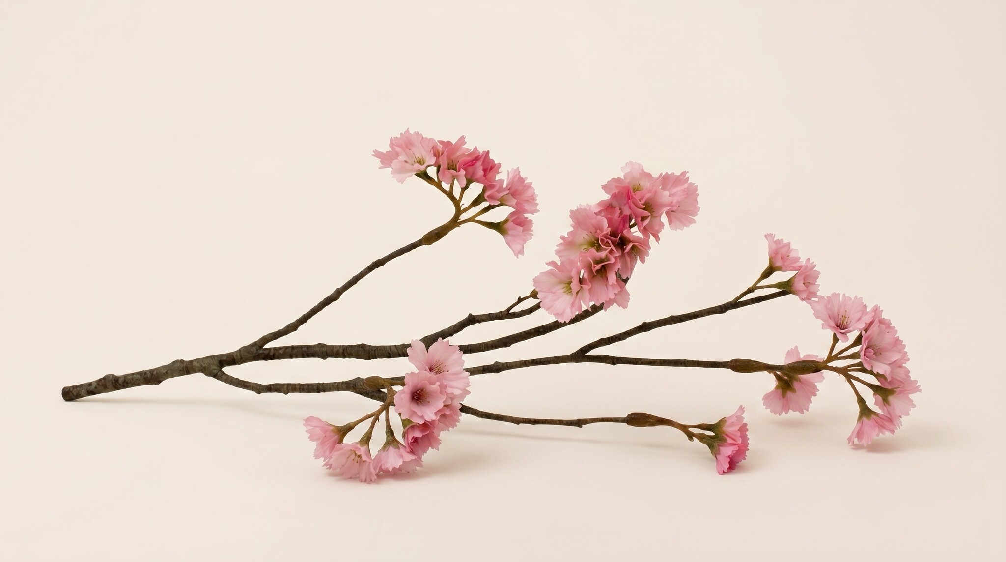 Limonium (Strandflieder): Ein wunderschönes Fundament für Ihre B2B-Kreationen | B2B Flowers