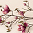 Magnolia (Magnolia)