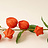 Physalis (Lampionblume)