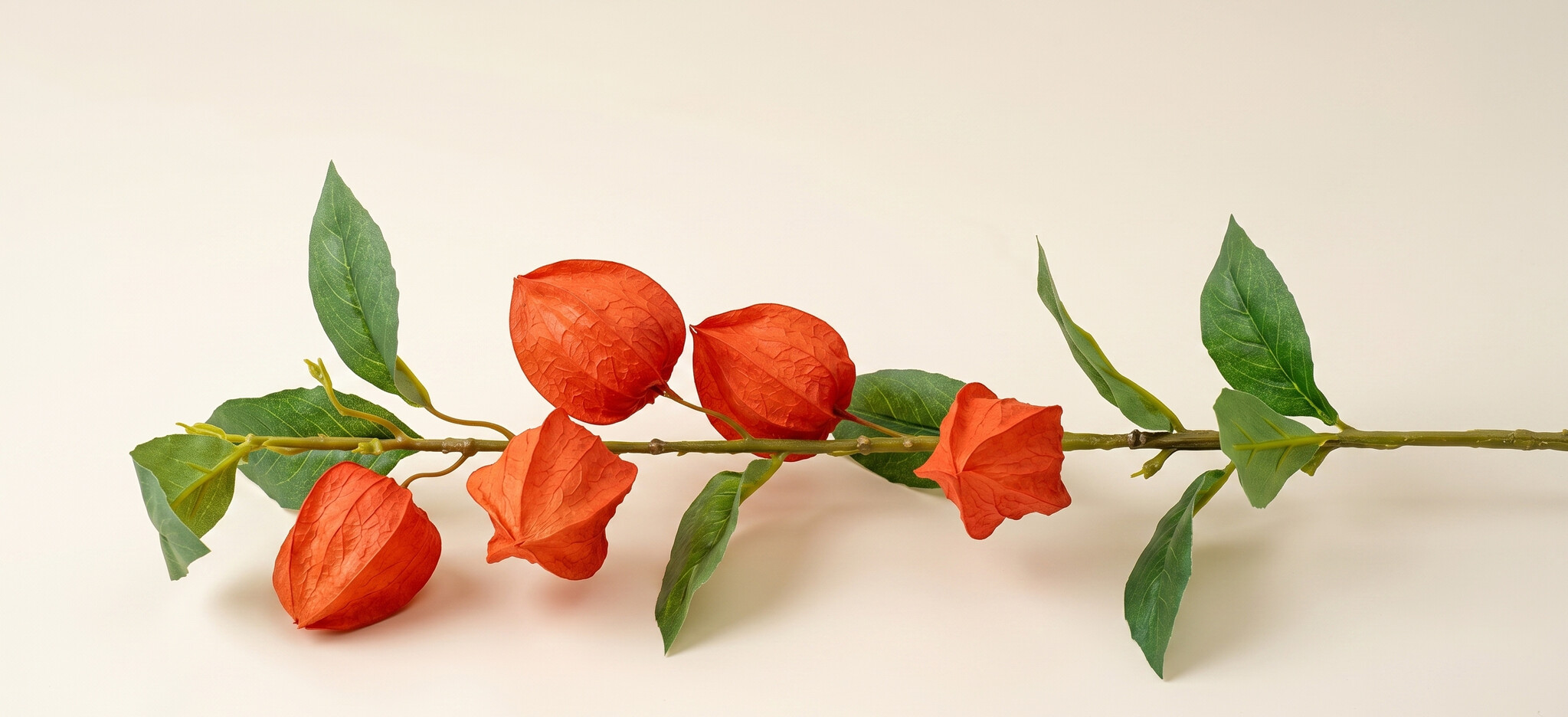 Physalis (Amour en Cage) : Lanternes Colorées | B2B Flowers