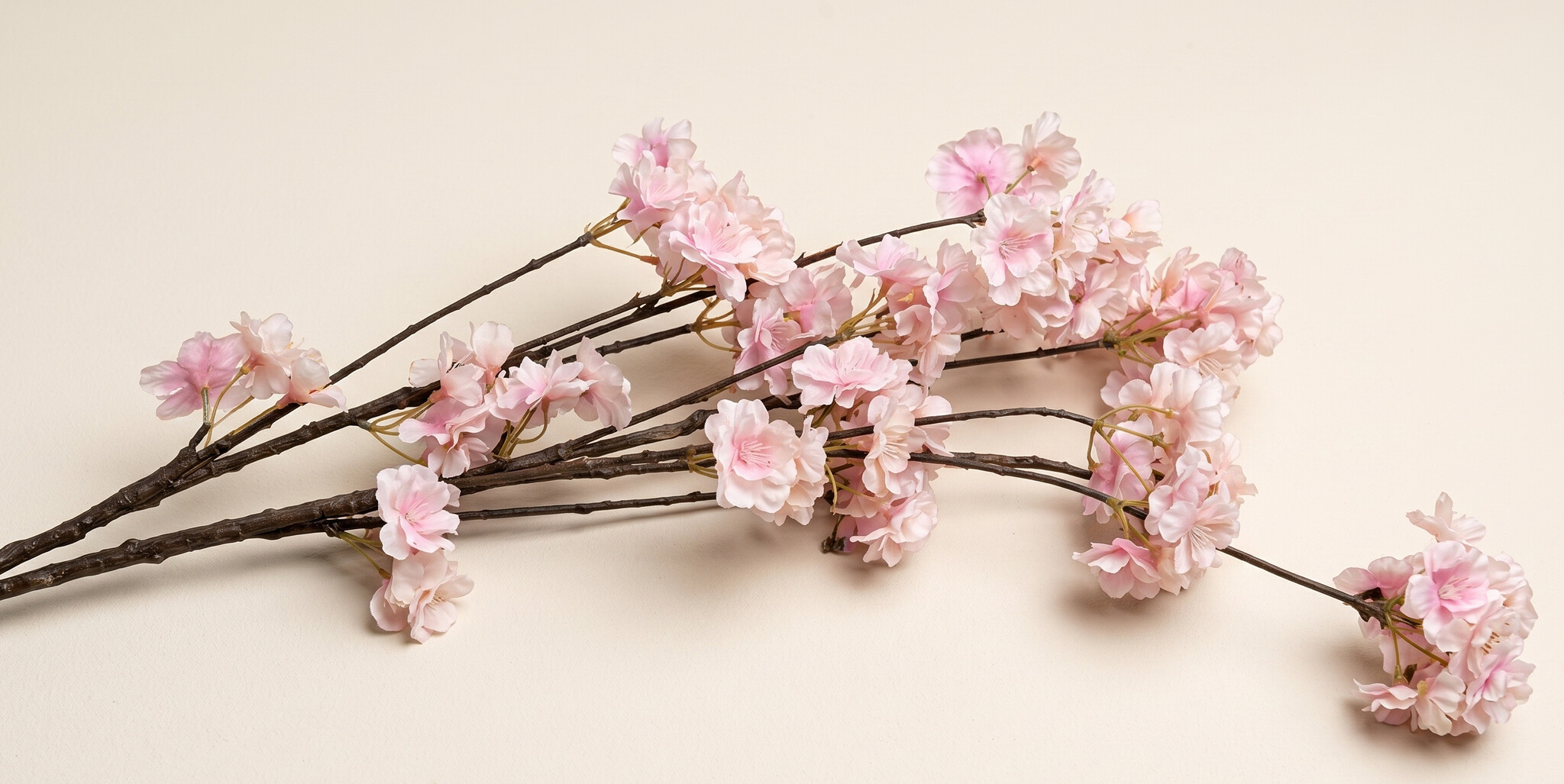 Prunus (Blüte): Traumhafte Frühlingszweige für Ihr B2B-Sortiment | B2B Flowers