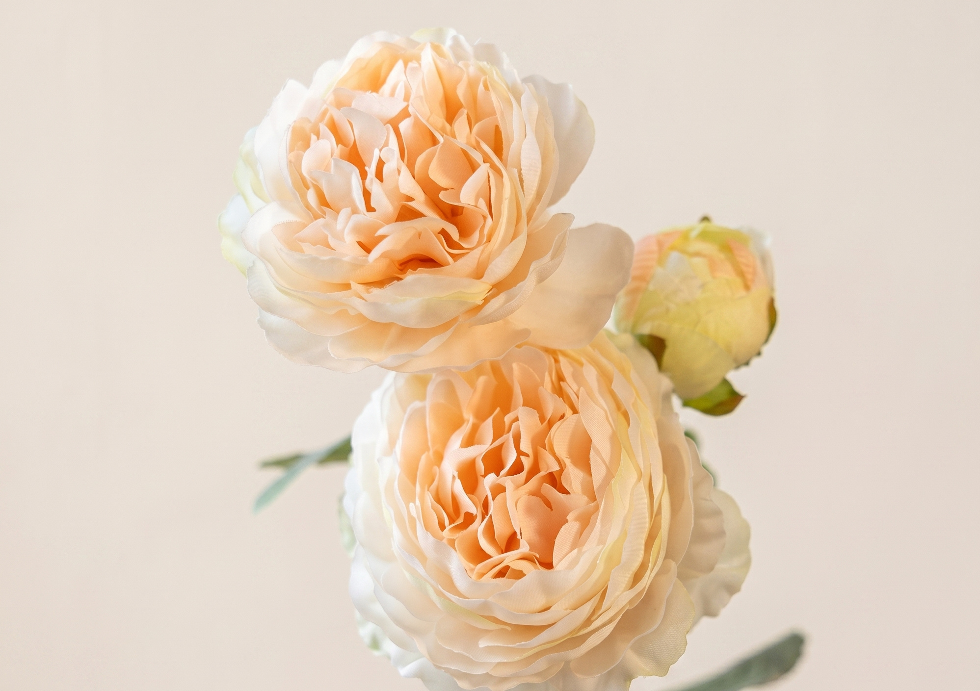Ranunculus (Ranunkel): Schichtweise Romantik für B2B | B2B Flowers