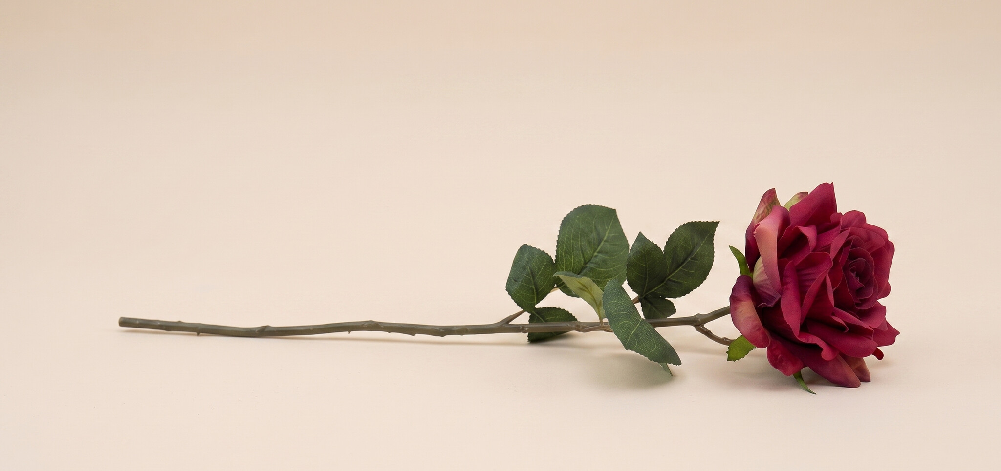 Rosa (Rose) : Élégance Intemporelle pour B2B | B2B Flowers
