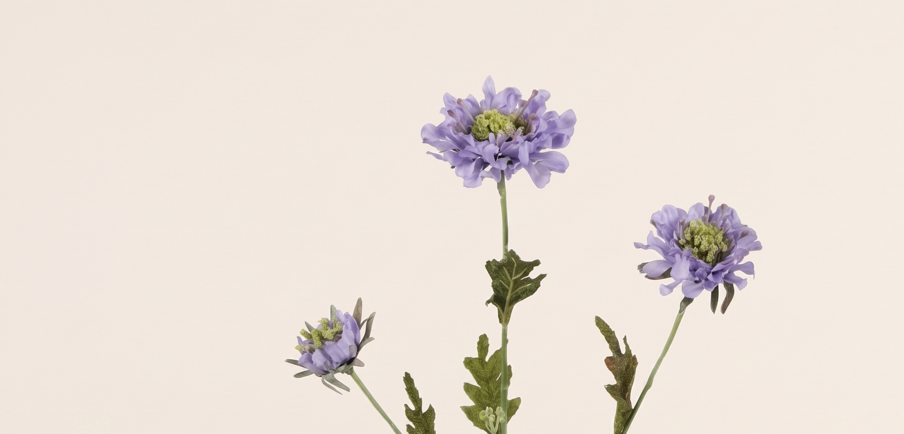 Scabiosa (Pincushion Flower): Natural B2B Charm | B2B Flowers