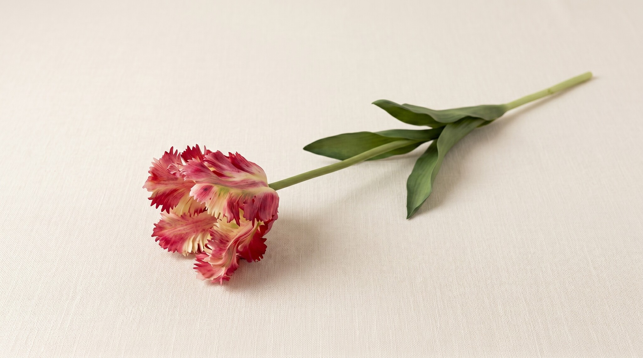 Tulipa (Tulipe) : Le Classique Néerlandais pour B2B | B2B Flowers