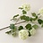 Viburnum (Schneeball)