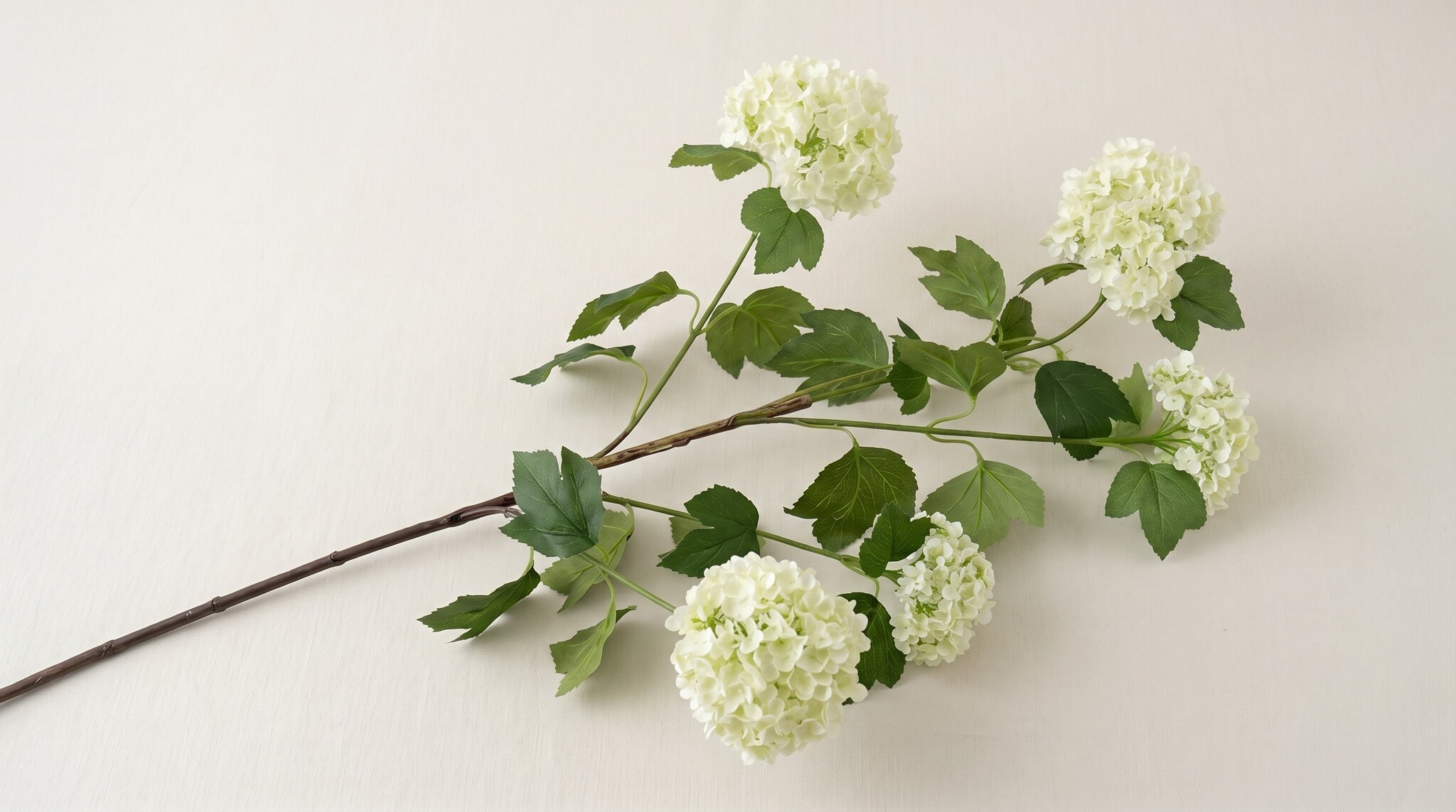 Viburnum (Sneeuwbal): Weelderige Zijden Bollen voor B2B | B2B Flowers