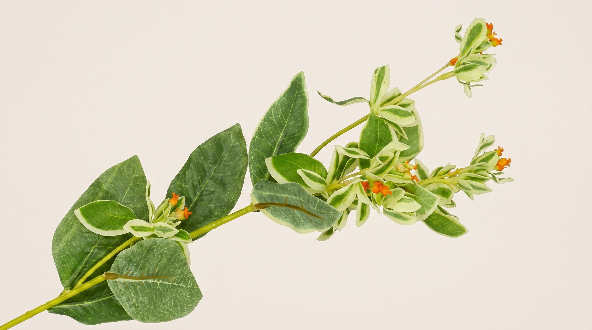 Euphorbia pulcherrima (Kerstster): Tijdloze Feestpracht voor uw B2B-collectie | B2B Flowers