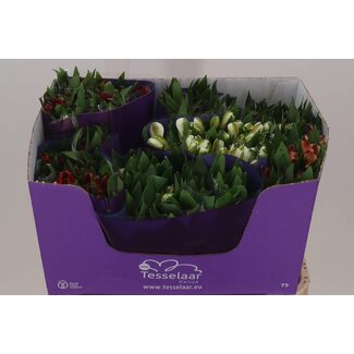 Freshy Alstroemeria Gemischt Import | Farbe: Gemischte Farben | Länge ± 75 centimeter | Pro 30 Stiele frische Blumen